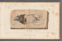 Flickr image:Recherches sur les poissons fossiles ... / - Tab. 34
