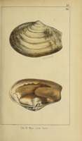 Flickr image:Conchyliologie minéralogique de la Grande Bretagne - Pl. 59